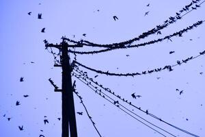 Silhouettes of swallows on wires. at sunset wire and swallows photo