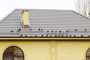 Pigeons on the roof of the house sit in a flock. photo