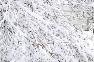 nieve en el árbol sucursales. invierno ver de arboles cubierto con nieve. el gravedad de el ramas debajo el nieve. nevada en naturaleza foto