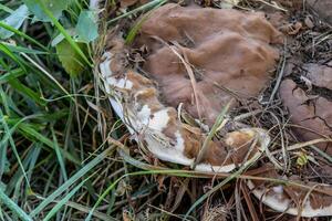 Tinder fungus at the base of an old tree photo