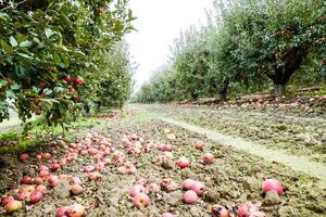 manzana huerta. filas de arboles y el Fruta de el suelo debajo el arboles foto