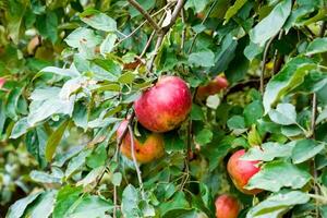 Apple orchard. Rows of trees and the fruit of the ground under the trees photo