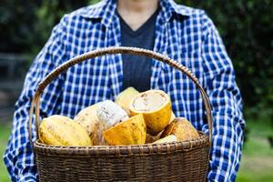 Farmer Hold Ripe Cocoa basket photo