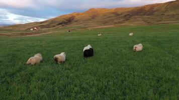 schapen grazen in de veld. video