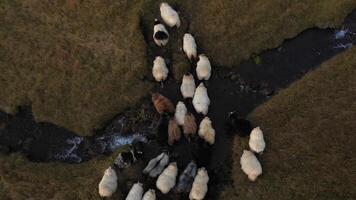 Sheep graze in the field. video