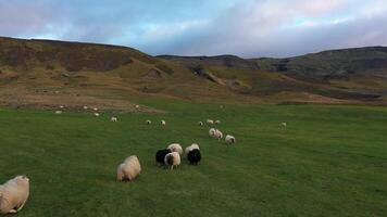 Sheep graze in the field. video