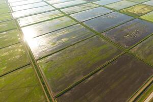 The rice fields are flooded with water. Flooded rice paddies. Agronomic methods of growing rice in the fields. photo