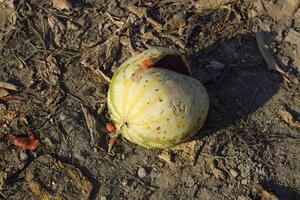 Cortado antiguo podrido sandía. un abandonado campo de sandias y melones podrido sandías permanece de el cosecha de melones podrido vegetales en el campo. foto