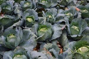 repollo campo. cultivo de repollo en un abierto suelo en el campo. mes julio, repollo todavía el joven foto