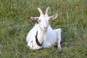 Goats grazing in the meadow photo