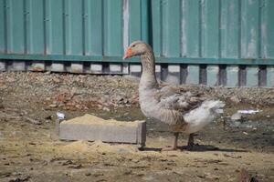 The gray goose is domestic. A domestic goose is food. photo