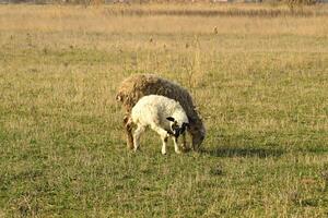 Sheep in the pasture photo