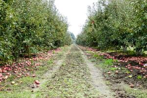 Apple orchard. Rows of trees and the fruit of the ground under the trees photo