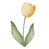 A flower illustration for decoration png