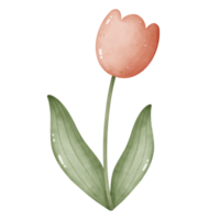 uma flor ilustração para decoração png