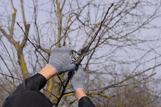 Trimming tree with a cutter. Spring pruning of fruit trees. photo