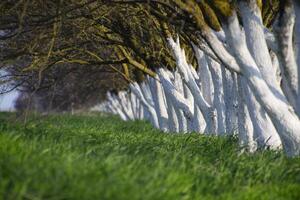 Whitewashed tree trunks along the road. Apricots along route with a green meadow and whitewashed boles. photo