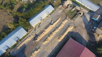 Hangar for storage of grain. A platform for drying and sintering grain. Harvested grain photo