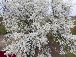 floreciente Cereza ciruela. blanco flores de ciruela arboles en el ramas de un árbol. primavera jardín. foto