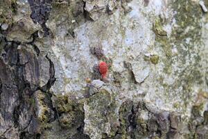 Trombidiidae on tree bark photo