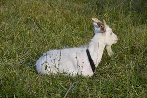 Goats grazing in the meadow photo