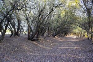 Autumn landscape in the forest. November, fallen leaves and bare branches of trees. photo