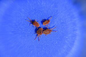 artrópodo ácaros en un azul antecedentes. cerca arriba macro rojo terciopelo foto