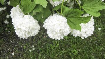 flores de un Buldenezh foto