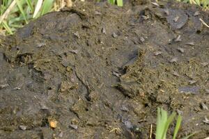 A cow cake in the grass. Manure of cattle. photo