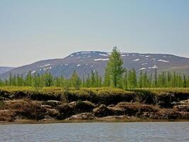 River landscape. Northern reindeer in summer forest. The sky, gr photo