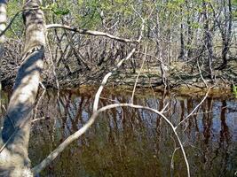 río en el bosque debajo el sucursales, arboles temprano primavera. foto