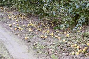 Apple orchard. Rows of trees and the fruit of the ground under t photo