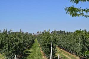 Apple orchard. Rows of trees and the fruit of the ground under t photo