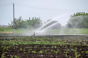 Irrigation system in field of melons. Watering the fields. Sprinkler photo