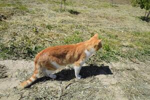 rojo gato en un suciedad la carretera. foto