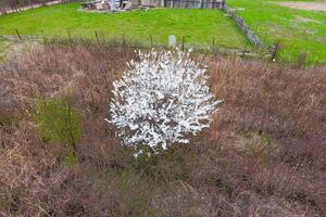 Blooming cherry plum. A plum tree among dry grass. White flowers of plum trees on the branches of a tree. Spring garden. photo