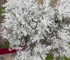 Blooming cherry plum. White flowers of plum trees on the branches of a tree. Spring garden. photo