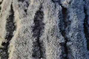 Hoarfrost on tree trunk surface photo