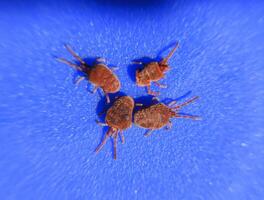 Arthropod mites on a blue background. Close up macro Red velvet photo