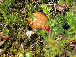 Edible mushrooms in the forest litter. Mushrooms in the forest-t photo