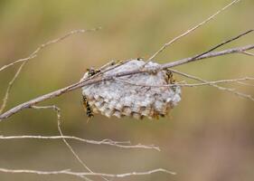 Nest of wasps polist in the grass. Small view wasp polist photo