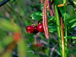 Red berries of red bilberry on bushes. Berries in the tundra. photo