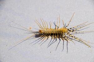 The Flycatcher. Scutigera coleoptrata. Centipede flycatcher, insect predator photo