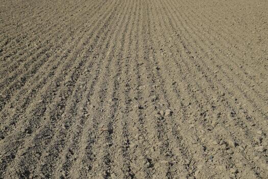 Plowed field, rows from soybean sowing. Soil on the field photo