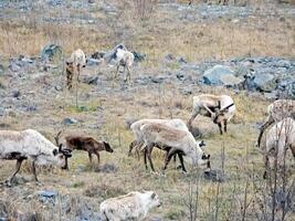 Reindeer in the tundra. Pastures for deer. Reindeer breeding. photo