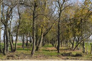 The Forest along the road in the fall. Yellowing leaves on the branches photo