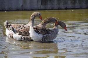 The gray goose is domestic. Homemade gray goose. Homemade geese in an artificial pond photo