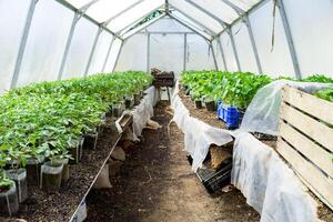 Seedlings of tomato. Growing tomatoes in the greenhouse photo