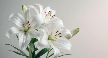 AI generated fresh white lilies on a white background photo