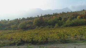 Vineyard on autumn season near the mountains. Shot. Wonderful early autumn view video